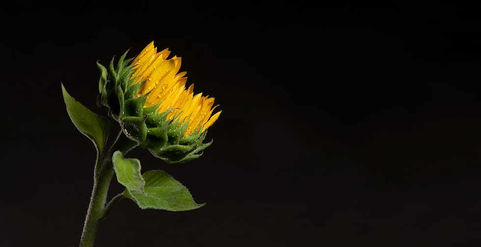 Sonnenblumen-Nahaufnahme