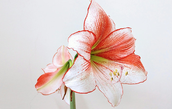 Red And White Amaryllis