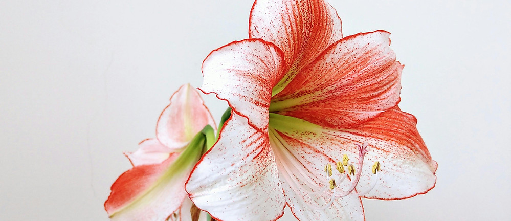 Red And White Amaryllis