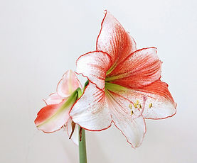 Red And White Amaryllis