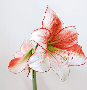 Red And White Amaryllis