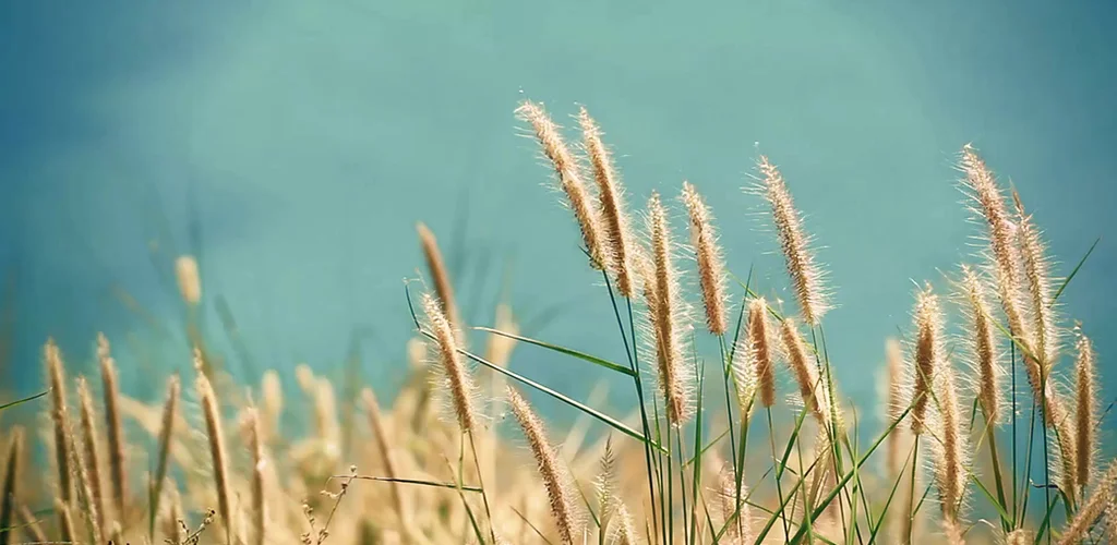 Home Dr Sarah Kwan Phd Matka king mohanlal real name is anil yadav nirmal soni as dr. home dr sarah kwan phd