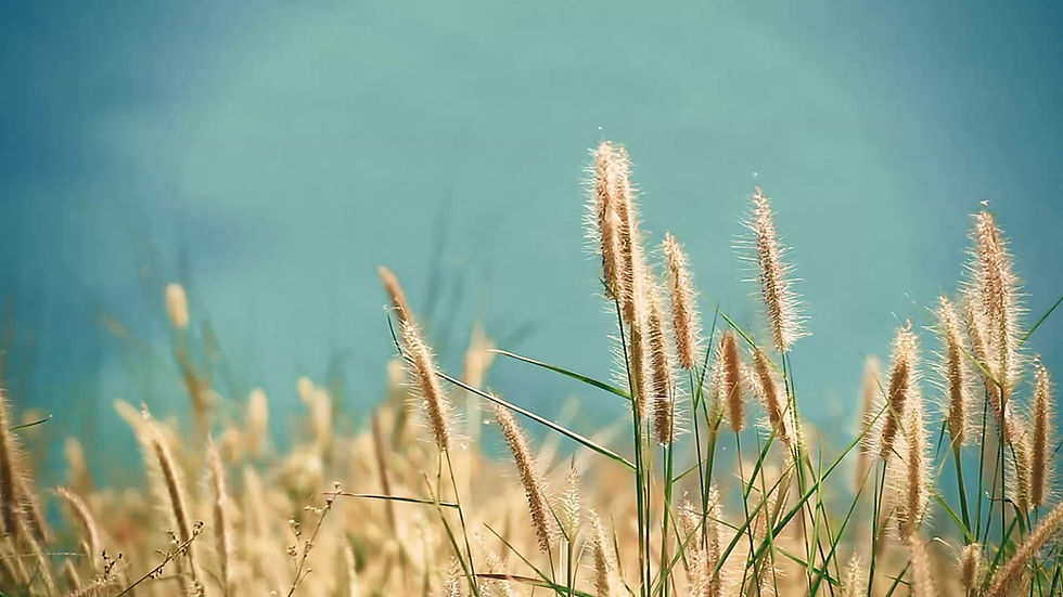 Golden Grass by Water