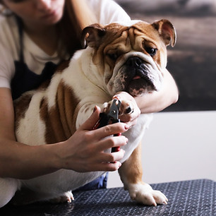 Bulldog getting a nail trim