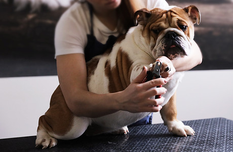 Dog Grooming Session