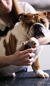Dog Grooming Session