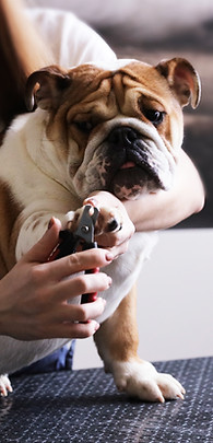 Nail Clipping for dogs