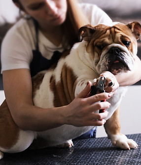 Dog Grooming Session