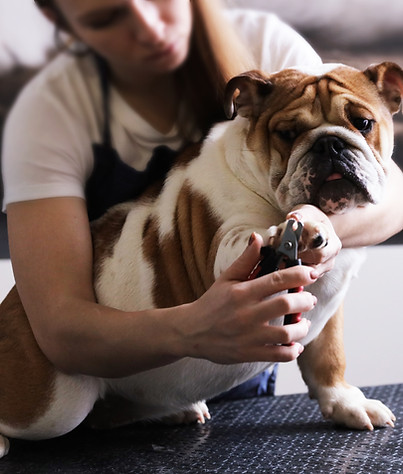 Dog Grooming Session