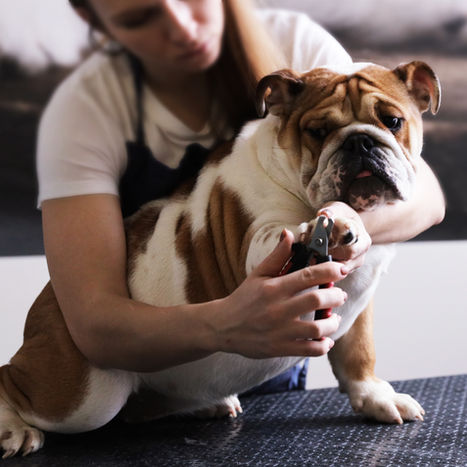 Tips and Tricks to Trim Your Pets' Nails