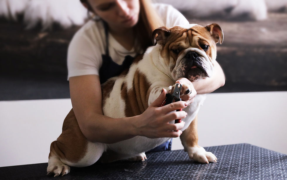 Dog Grooming Session