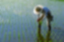 Picking Weeds