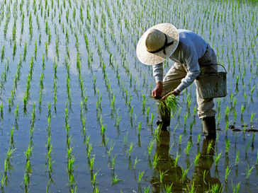お米が余っている