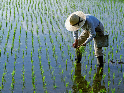 Efficiency for cotton farmer management Â