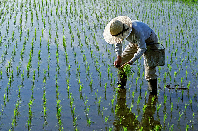 田植え