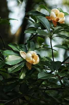 Magnolia Flowers