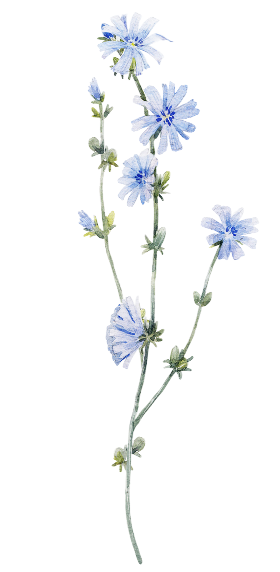 Blue Flower Illustration