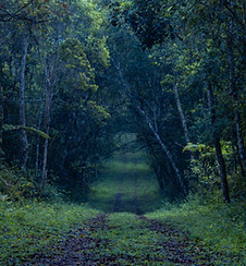 Camino de la selva oscura