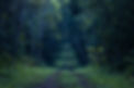 Dark Rainforest Path