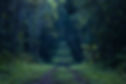 Trilha na floresta