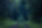 Dark Rainforest Path