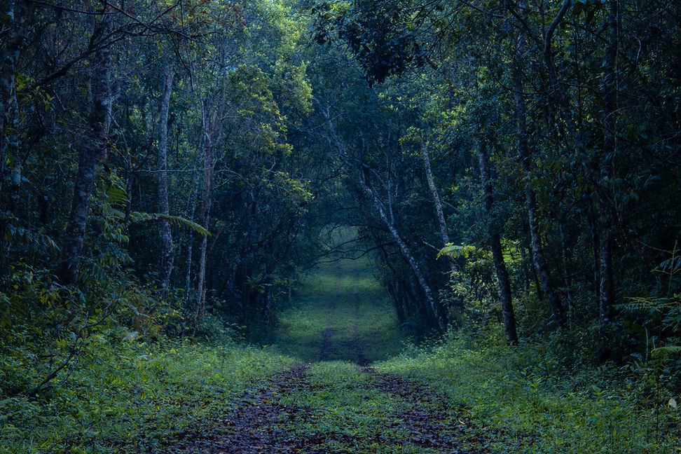 Dark Rainforest Path