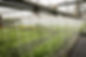 In a greenhouse, many green plants are receiving water from an automatic system. Tubes and