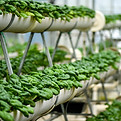 Hydroponic Vegetable Farm