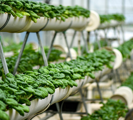 Hydroponic Lettuce Farm