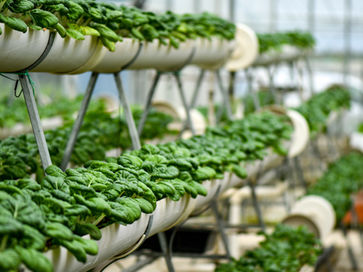 Hydroponic Vegetable Farm