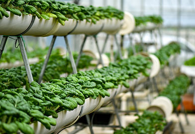 Hydroponic Vegetable Farm