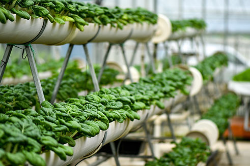 Hydroponic Vegetable Farm