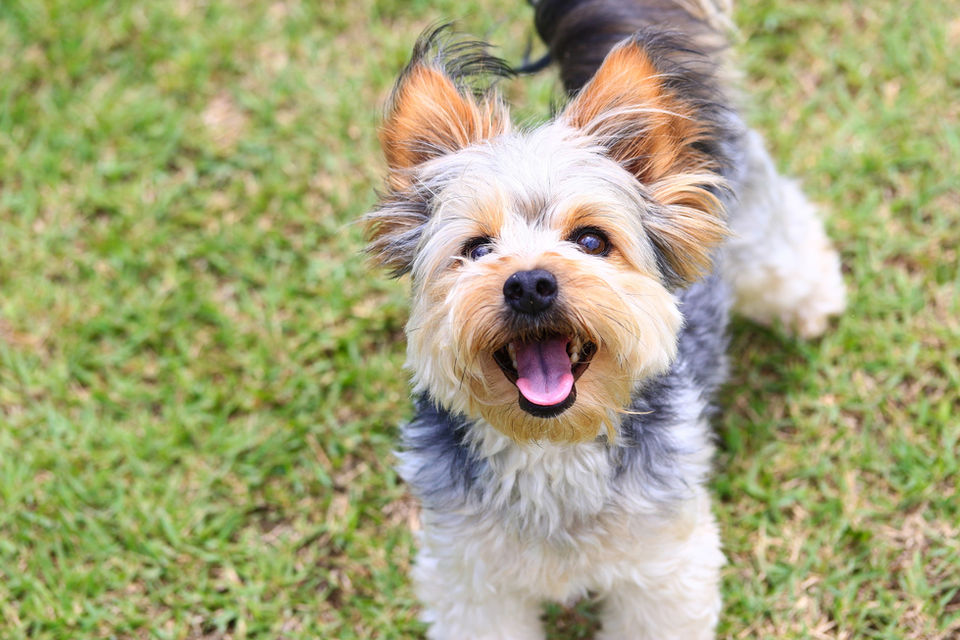 犬