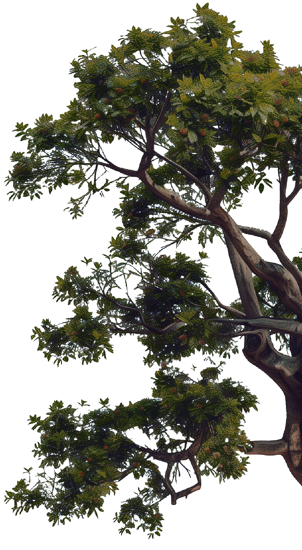 Tree Branch Detail