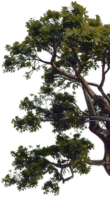 Retatrutide
Cagrilintide
BPC-157
TB-500
BPC/TB-500 (Wolverine Blend)
Epithalon
GHK-Cu
GHK-Cu/KPV
GHK-Cu/BPC/TB (GLOW)
GHK-Cu/BPC/TB/KPV (KLOW)
NAD
Selank
Semax
Tesamorelin
Sermorelin
CJC-1295
CJC-1295 w/DAC
Ipamorelin
CJC/Ipa
Tesamorelin/Ipa
GHRP-2
GHRP-6
PT-141
MOTS-C
IGF-1 LR3
TA-1
SS-31
AOD-9604
MT-1
MT-2
Survodutide
DSIP
5-Amino-1MQ
Kisspeptin
KPV
LL-37
VIP
Hexarelin
hCG
MK-677
Bacteriostatic Water