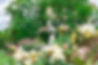 Garden Statue