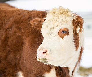 Cow Portrait