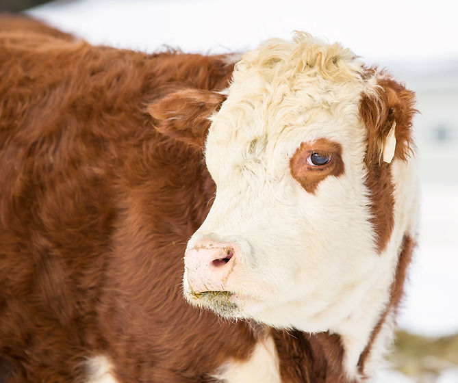 Brown And White Cow