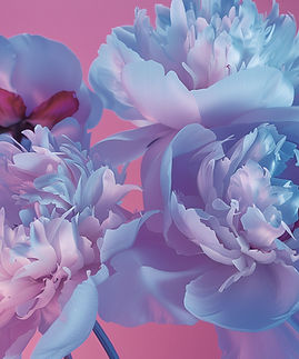 Pink And Blue Flowers