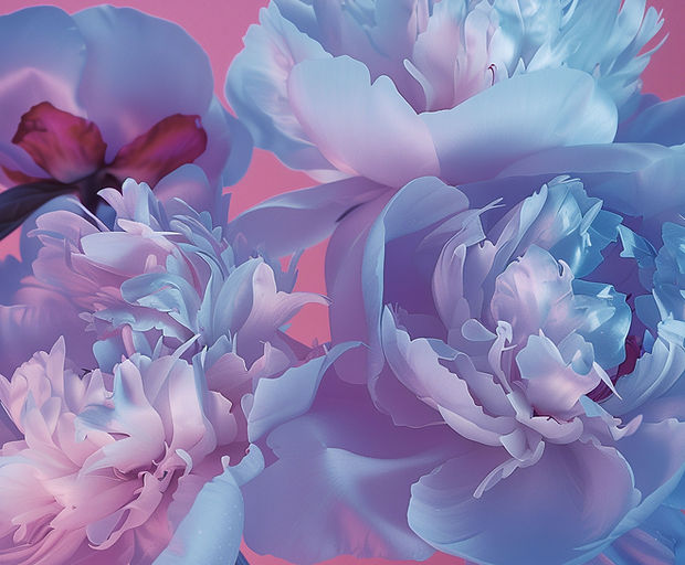 Pink And Blue Flowers
