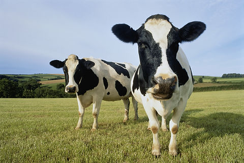 Two black and white cows standing in a green field with a blue sky in the background.