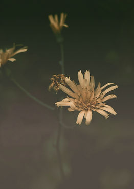 Yellow Flower Closeup