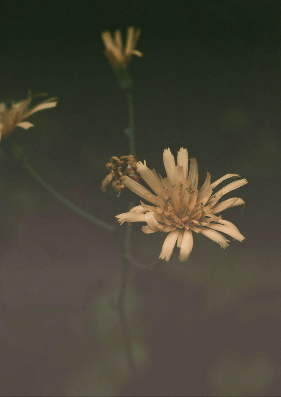 "Create a realistic mental health awareness image showing Poppy Husk (Doda/Bhukki) addiction, highlighting the harmful effects of opioid dependence and the journey towards recovery through professional rehabilitation and support."