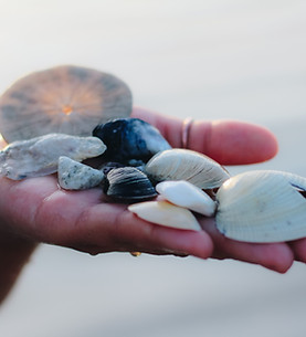 Hand Holding Shells