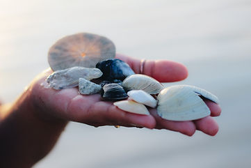 Hand Holding Shells