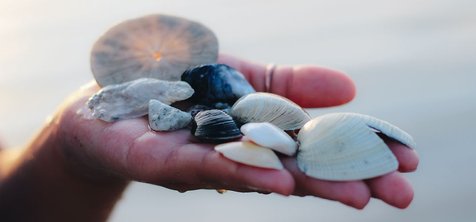 Conchas marinas