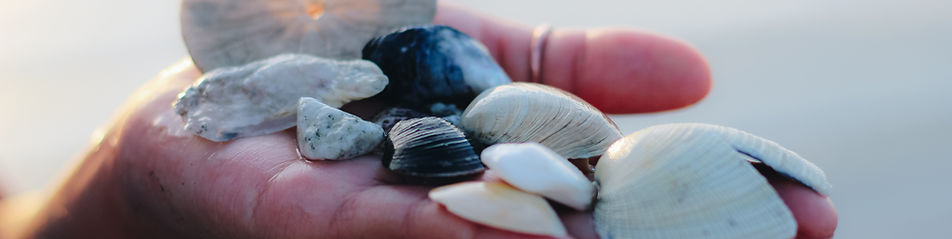 Hand Holding Shells