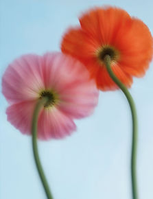 Lyserøde og orange blomster