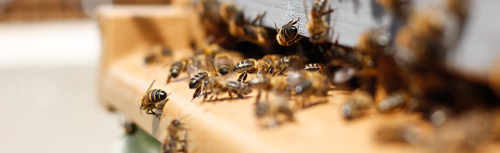 Een zwerm bijen