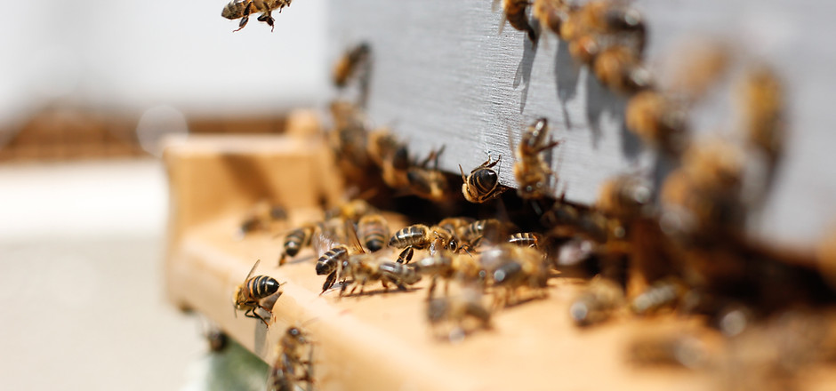 Swarm of Bees